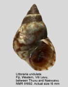 Littoraria undulata (3)